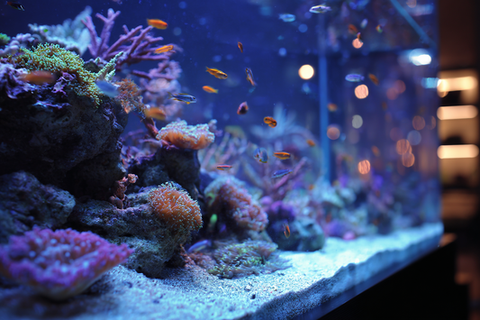 Best Temperature for Rotifer Cultures