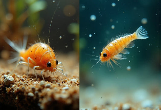 Ostracods vs Copepods: What's the Difference