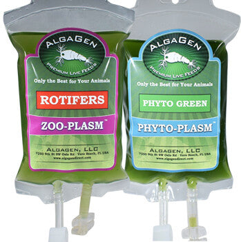 Rotifer Starter Combo live rotifer culture used for immediate feeding without a hatching setup